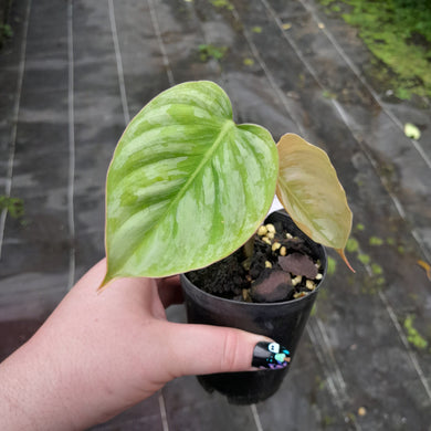 #H31 Philodendron Sodiroi