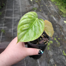 Load image into Gallery viewer, #H31 Philodendron Sodiroi