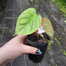 Load image into Gallery viewer, #H31 Philodendron Sodiroi