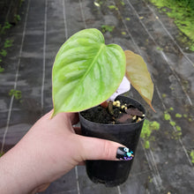Load image into Gallery viewer, #H31 Philodendron Sodiroi