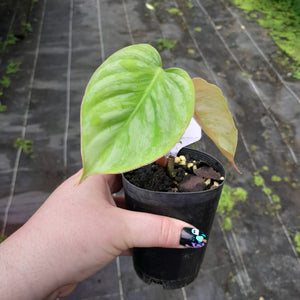 #H31 Philodendron Sodiroi