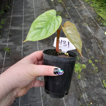 Load image into Gallery viewer, #H31 Philodendron Sodiroi
