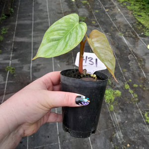 #H31 Philodendron Sodiroi