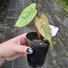 Load image into Gallery viewer, #H31 Philodendron Sodiroi