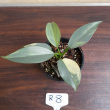 Load image into Gallery viewer, #R8 Variegated Philodendron Silver Sword