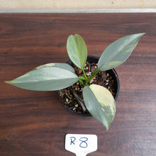 Load image into Gallery viewer, #R8 Variegated Philodendron Silver Sword
