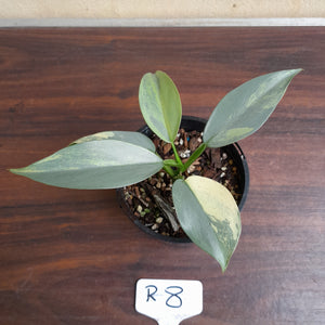 #R8 Variegated Philodendron Silver Sword