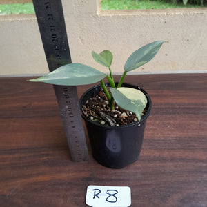 #R8 Variegated Philodendron Silver Sword