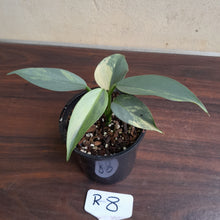 Load image into Gallery viewer, #R8 Variegated Philodendron Silver Sword