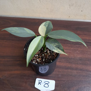 #R8 Variegated Philodendron Silver Sword