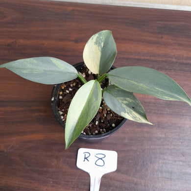 #R8 Variegated Philodendron Silver Sword