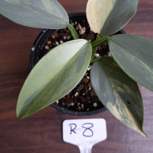 #R8 Variegated Philodendron Silver Sword