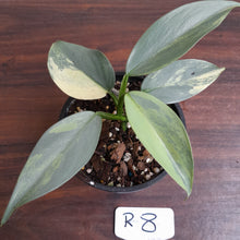 Load image into Gallery viewer, #R8 Variegated Philodendron Silver Sword