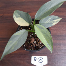 Load image into Gallery viewer, #R8 Variegated Philodendron Silver Sword