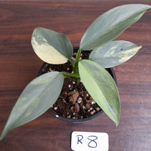 Load image into Gallery viewer, #R8 Variegated Philodendron Silver Sword