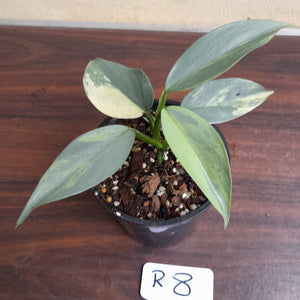 #R8 Variegated Philodendron Silver Sword