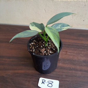 #R8 Variegated Philodendron Silver Sword
