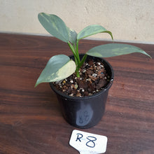 Load image into Gallery viewer, #R8 Variegated Philodendron Silver Sword