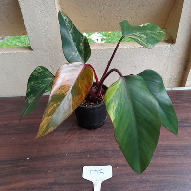 #D73 Philodendron Strawberry Shake