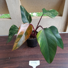Load image into Gallery viewer, #D73 Philodendron Strawberry Shake