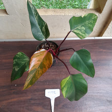 Load image into Gallery viewer, #D73 Philodendron Strawberry Shake