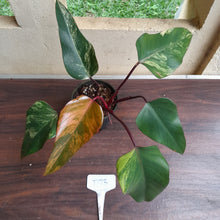 Load image into Gallery viewer, #D73 Philodendron Strawberry Shake