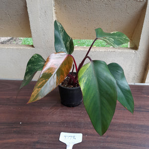 #D73 Philodendron Strawberry Shake