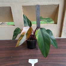 Load image into Gallery viewer, #D73 Philodendron Strawberry Shake