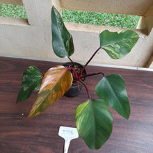 Load image into Gallery viewer, #D73 Philodendron Strawberry Shake