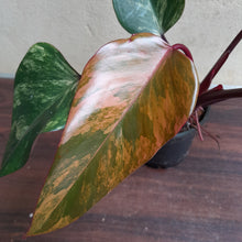 Load image into Gallery viewer, #D73 Philodendron Strawberry Shake