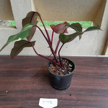 Load image into Gallery viewer, #D73 Philodendron Strawberry Shake