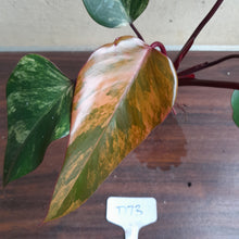 Load image into Gallery viewer, #D73 Philodendron Strawberry Shake