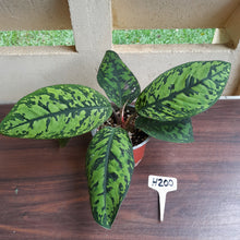 Load image into Gallery viewer, #H200 Homalomena Selbys Select