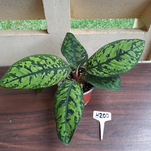 #H200 Homalomena Selbys Select