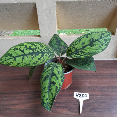 #H200 Homalomena Selbys Select