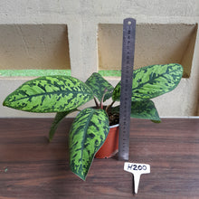 Load image into Gallery viewer, #H200 Homalomena Selbys Select