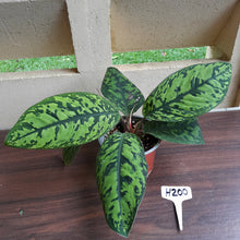 Load image into Gallery viewer, #H200 Homalomena Selbys Select