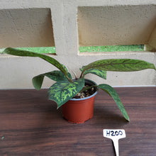 Load image into Gallery viewer, #H200 Homalomena Selbys Select