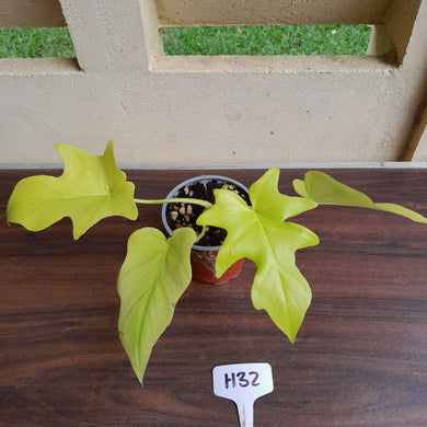 #H32 Philodendron Warscewiczii Flavum