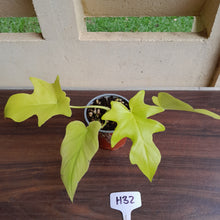 Load image into Gallery viewer, #H32 Philodendron Warscewiczii Flavum