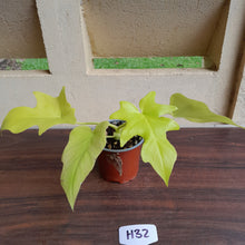 Load image into Gallery viewer, #H32 Philodendron Warscewiczii Flavum
