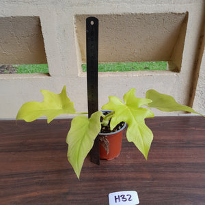 #H32 Philodendron Warscewiczii Flavum