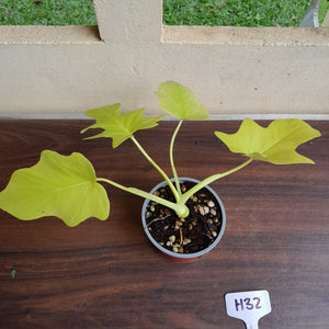#H32 Philodendron Warscewiczii Flavum
