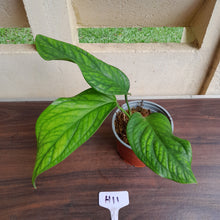 Load image into Gallery viewer, #H11 Monstera Karstenianum