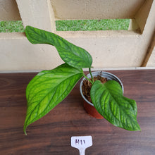Load image into Gallery viewer, #H11 Monstera Karstenianum