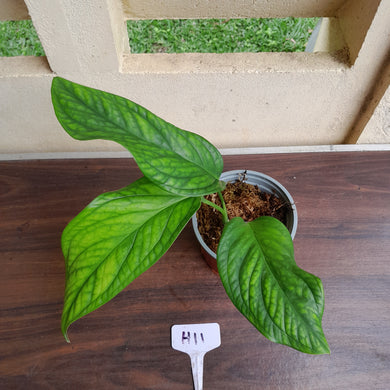 #H11 Monstera Karstenianum