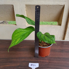 Load image into Gallery viewer, #H11 Monstera Karstenianum