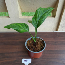 Load image into Gallery viewer, #H11 Monstera Karstenianum