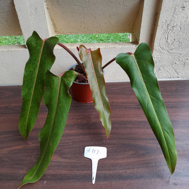 #H111 Philodendron Autumn Queen