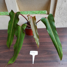 Load image into Gallery viewer, #H111 Philodendron Autumn Queen